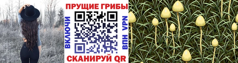 Галлюциногенные грибы Magic Shrooms купить закладку mega ССЫЛКА Тавда